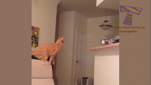 Lustiges Katzenvideo