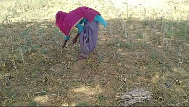 Il ragazzo indiano Desi l'ha scopata mentre lavorava sul campo